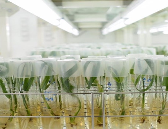 Tissue culture production